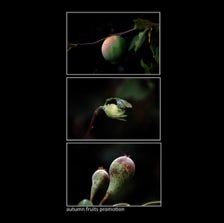 autumn fruits promotion